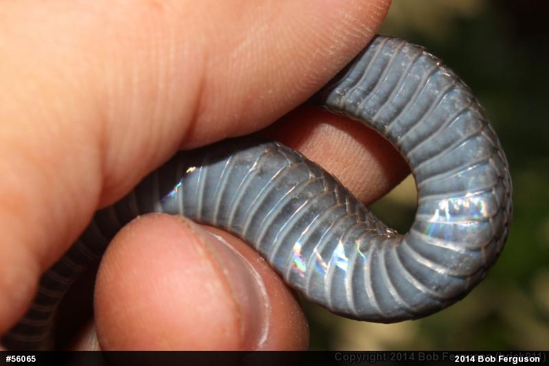 Red-bellied Snake
