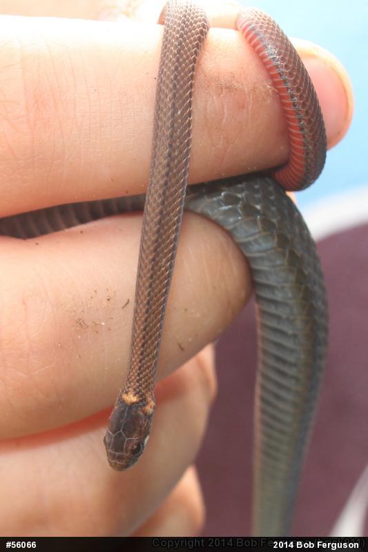Red-bellied Snake
