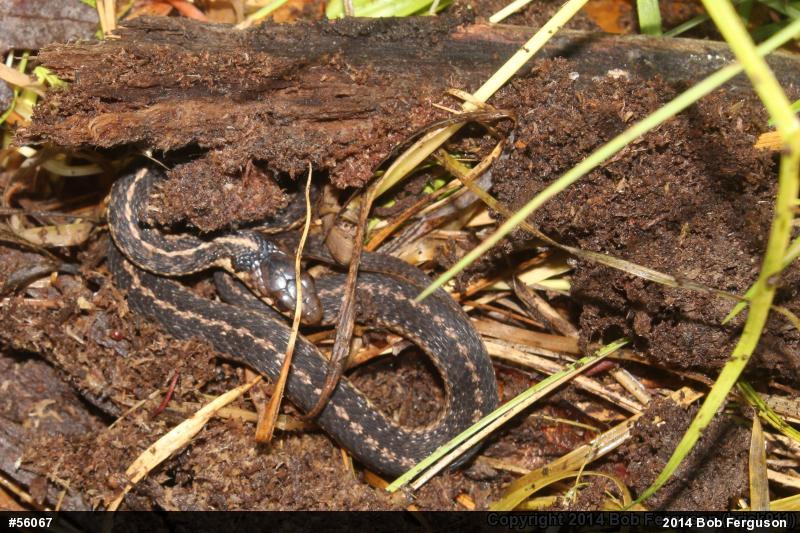 Eastern Gartersnake