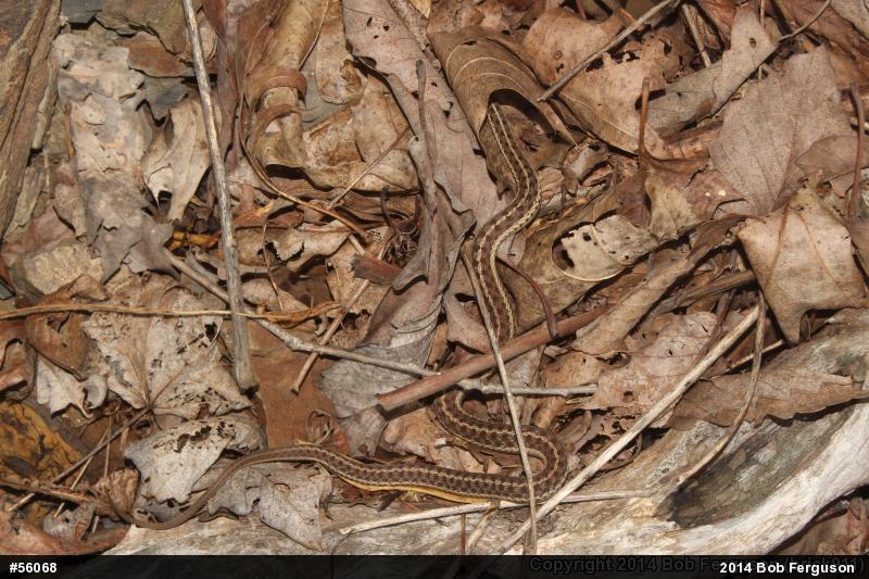Eastern Gartersnake