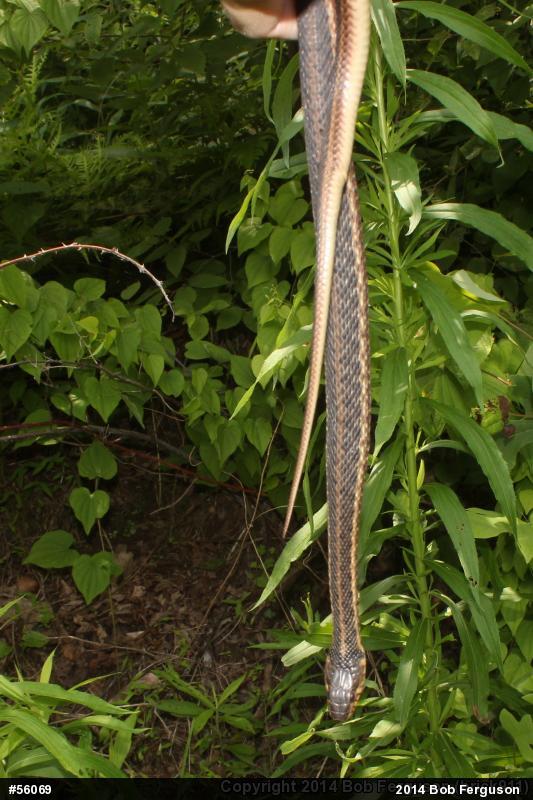 Eastern Gartersnake