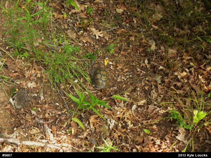 Eastern Box Turtle