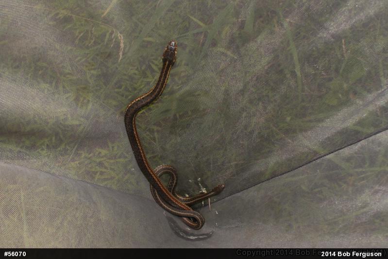 Eastern Gartersnake