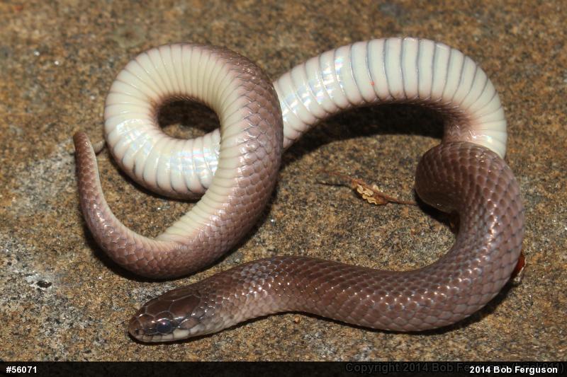 Mountain Earthsnake
