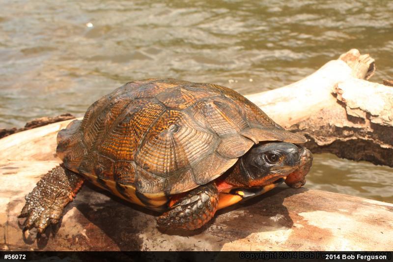 Wood Turtle