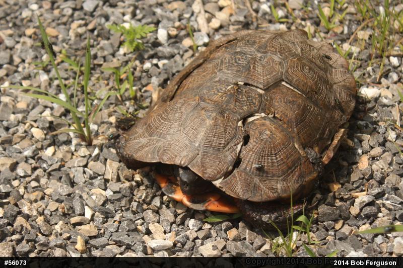 Wood Turtle