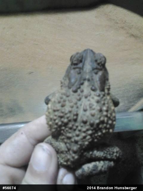 Eastern American Toad