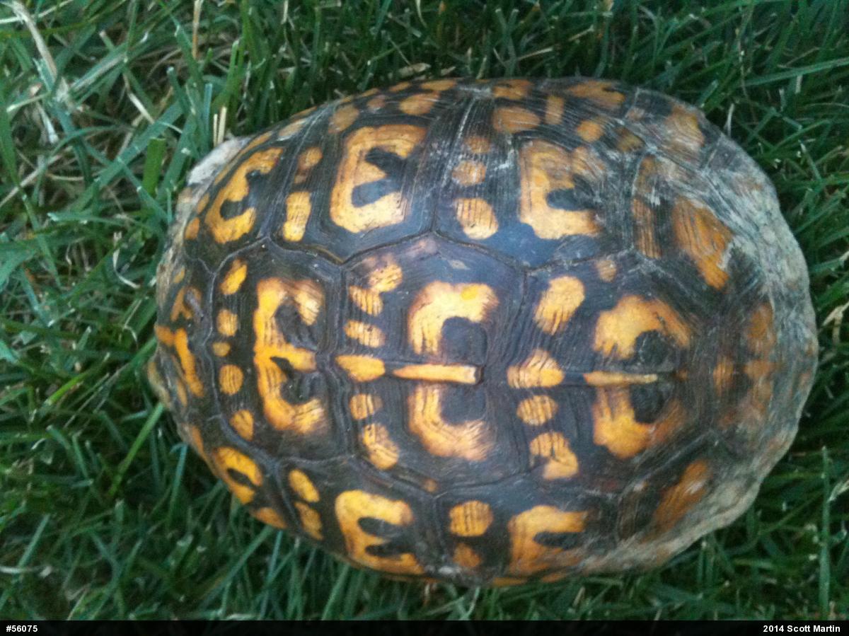 Eastern Box Turtle