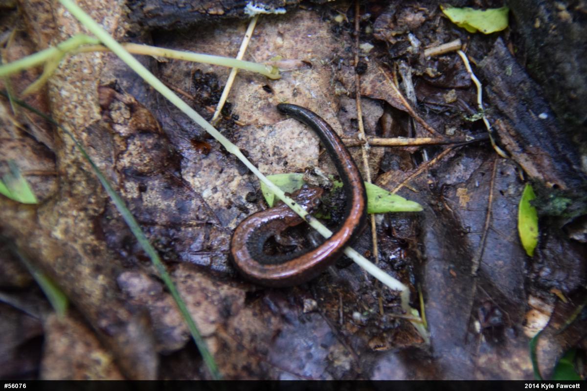 Eastern Red-backed  Salamander