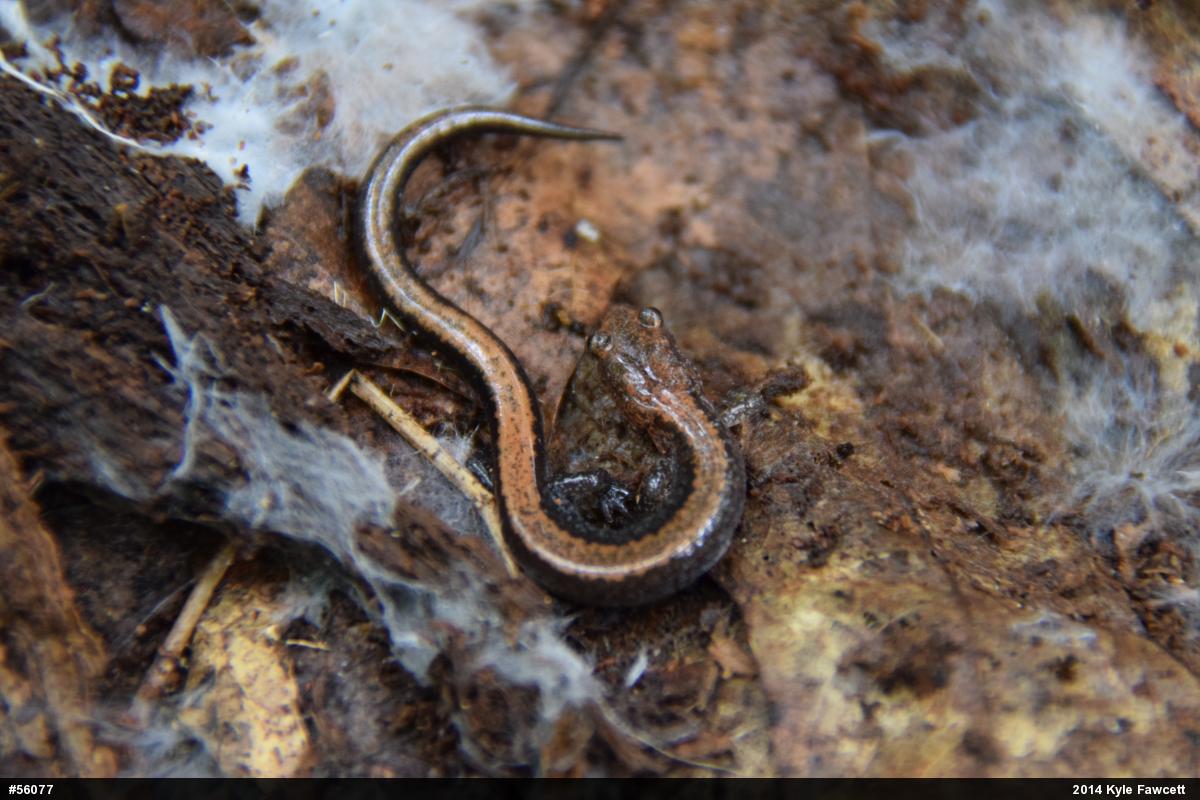 Eastern Red-backed  Salamander