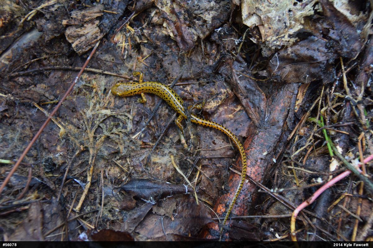 Eastern Long-tailed Salamander