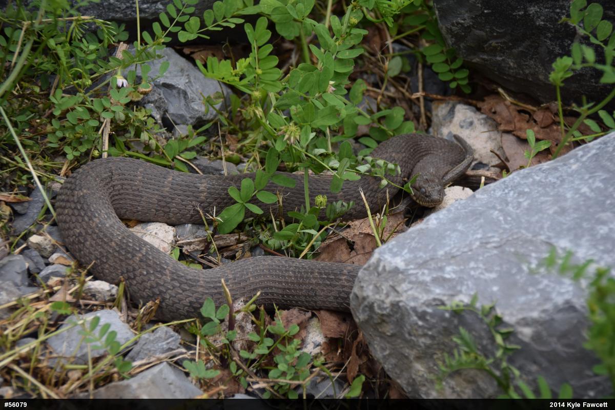 Northern Watersnake
