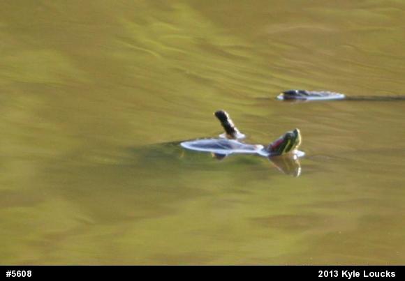 Red-eared Slider