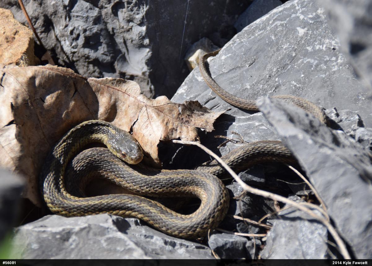 Eastern Gartersnake