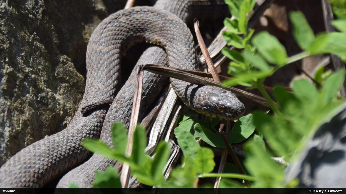 Northern Watersnake