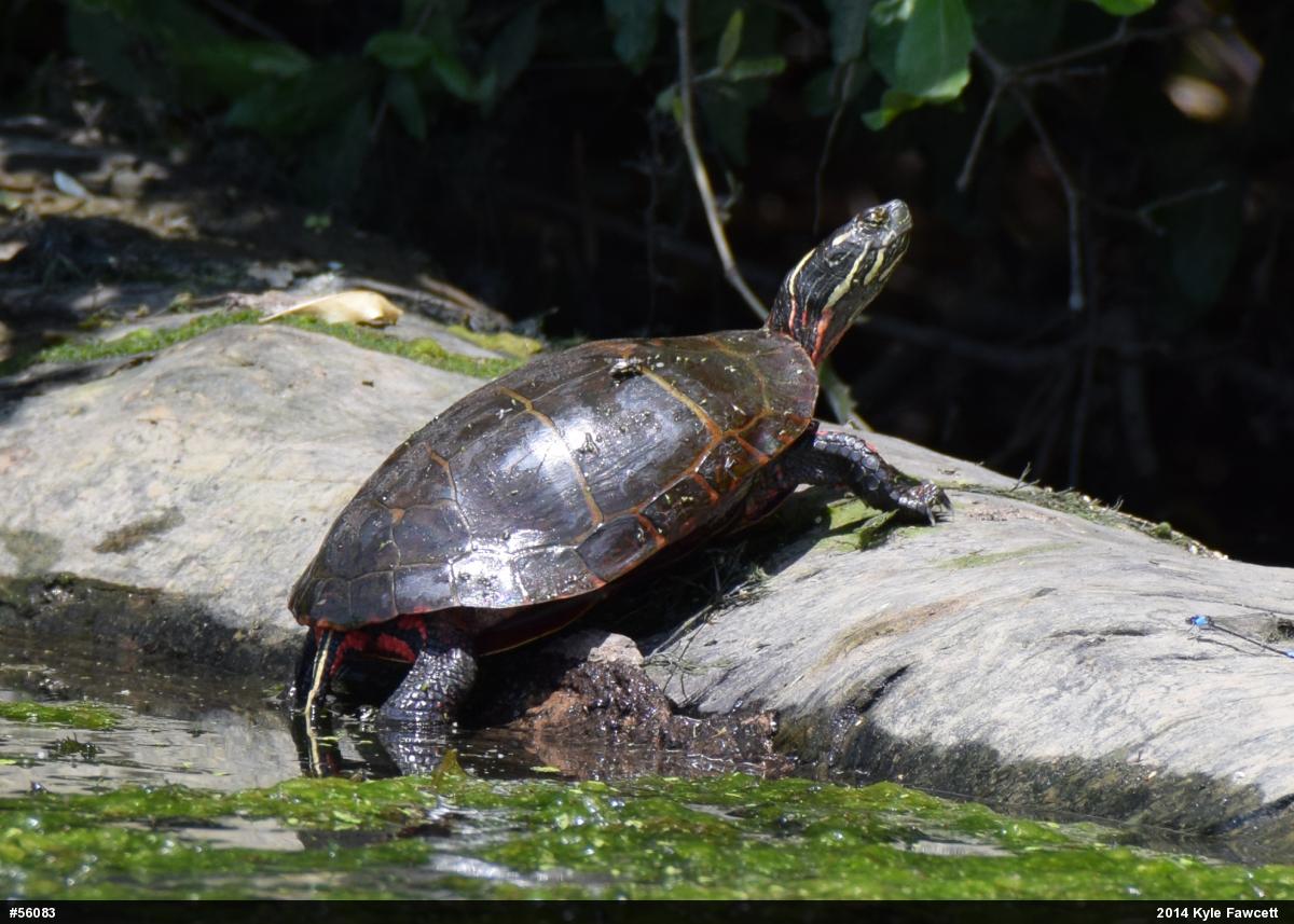 Eastern Painted Turtle