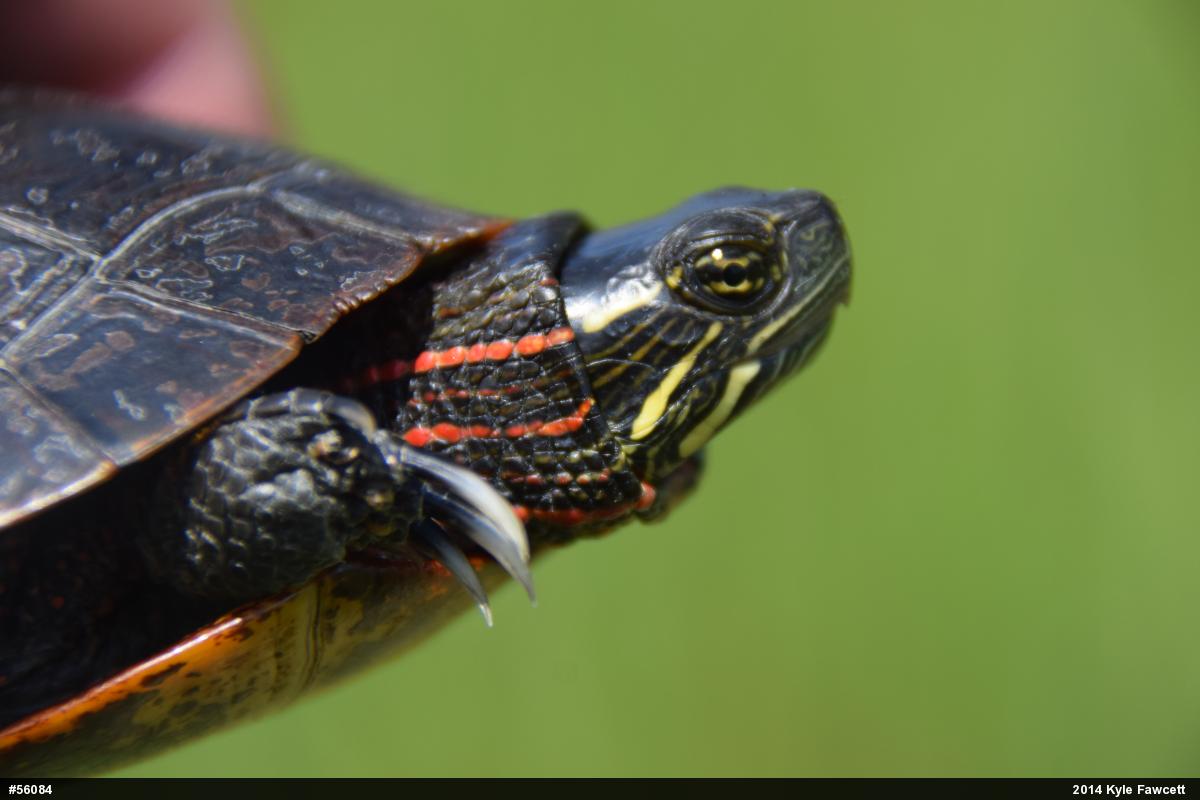 Painted Turtle