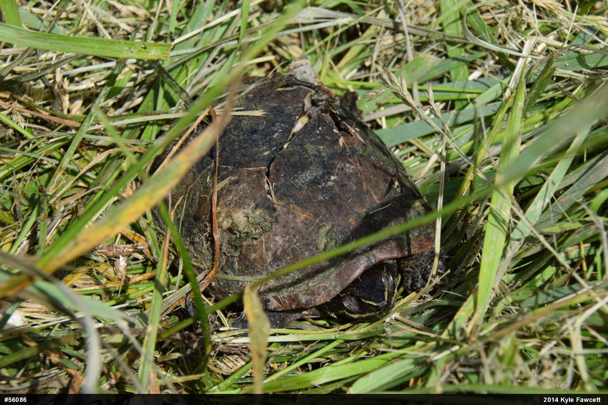 Eastern Musk Turtle