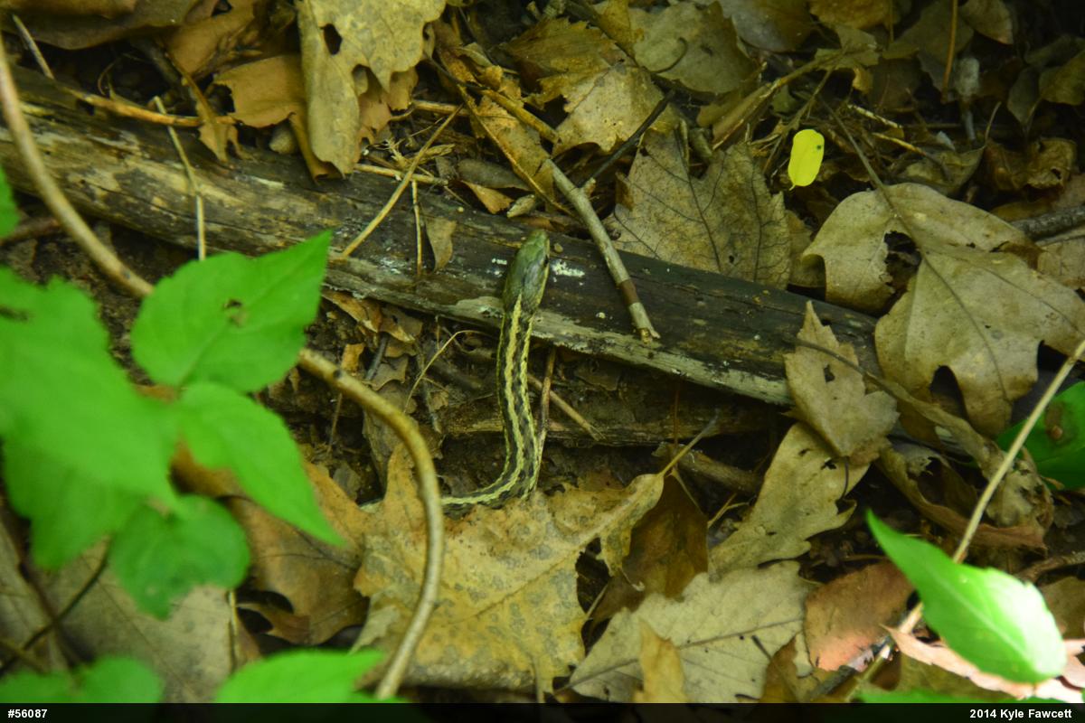 Eastern Gartersnake