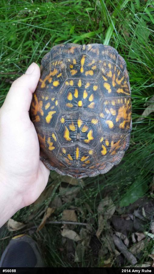 Eastern Box Turtle