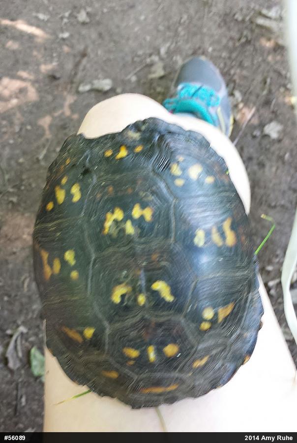 Eastern Box Turtle