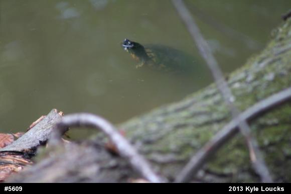 Red-eared Slider