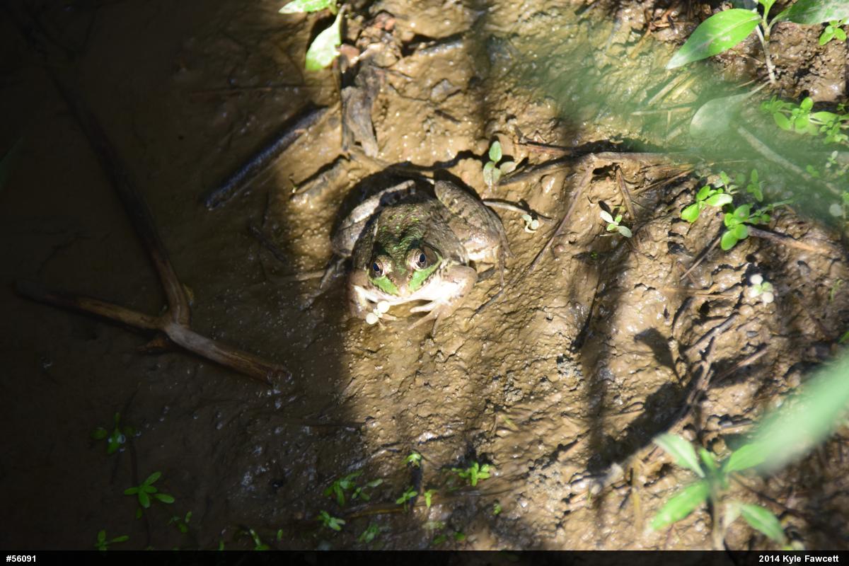 Green Frog