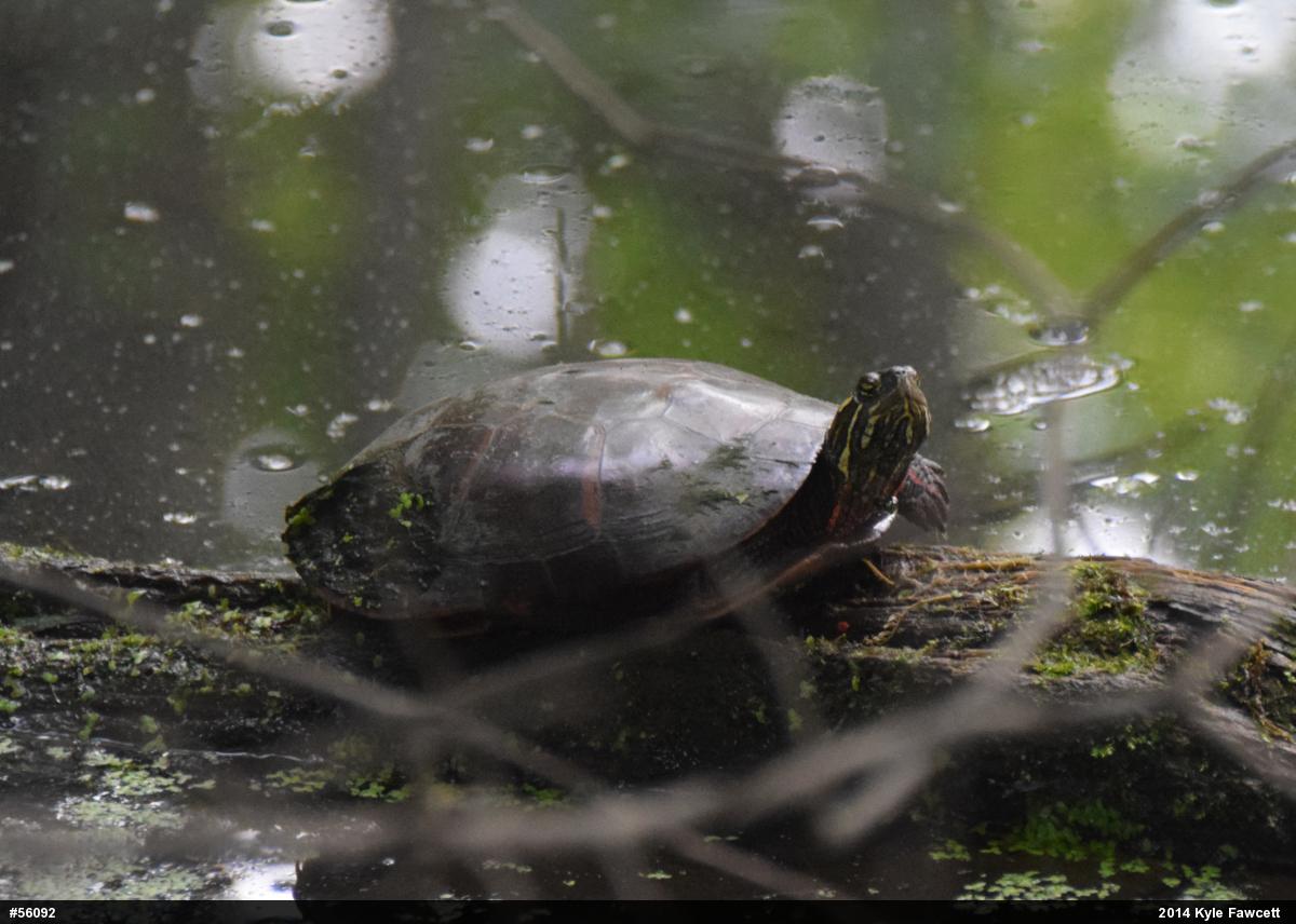 Painted Turtle