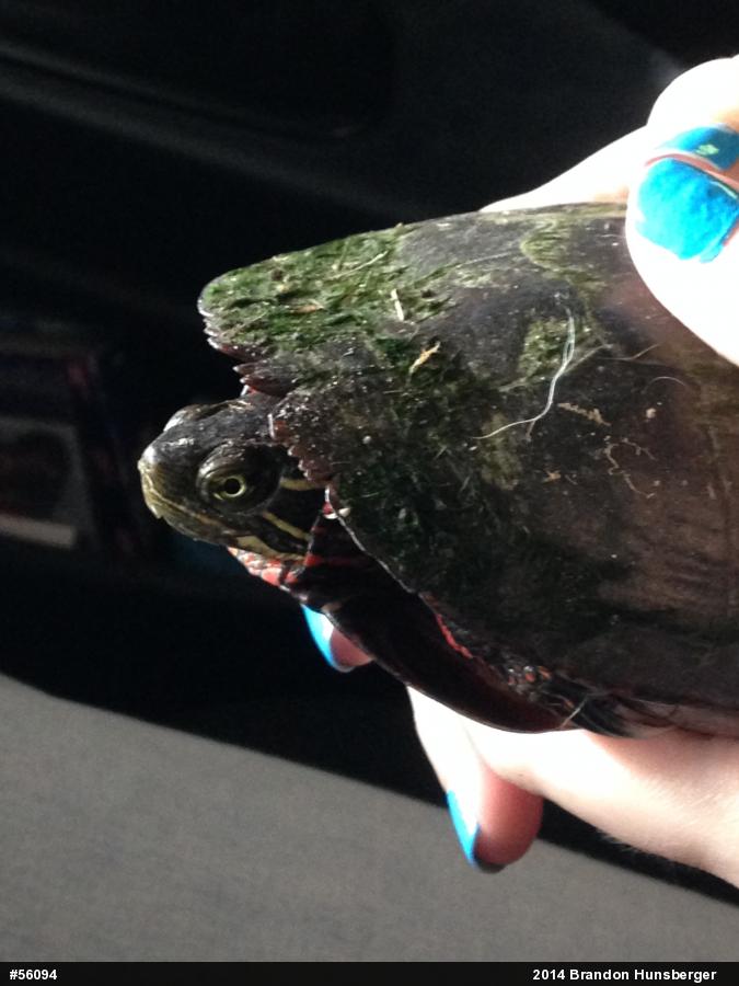 Painted Turtle
