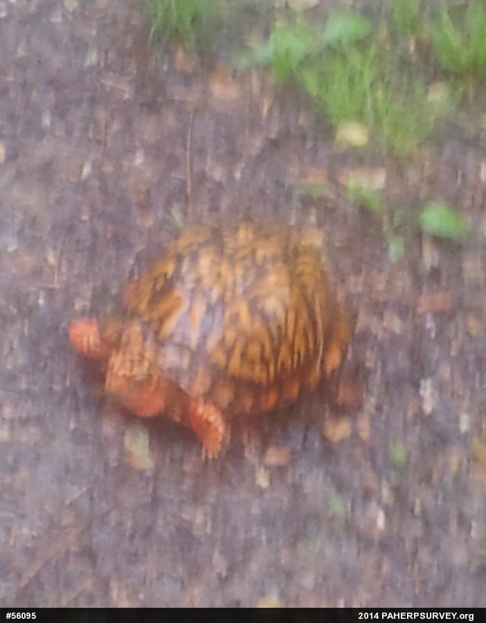 Eastern Box Turtle
