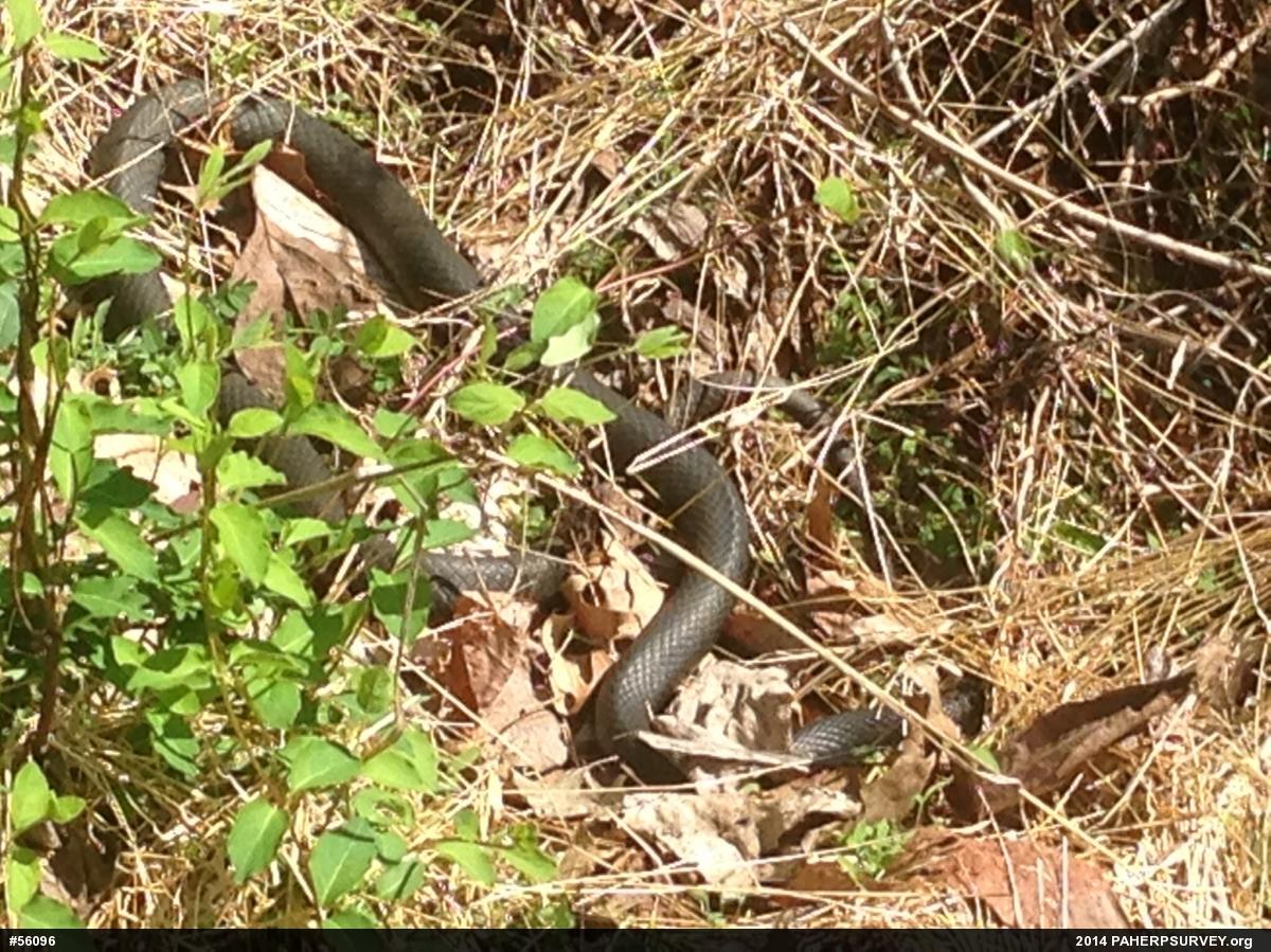 Northern Black Racer