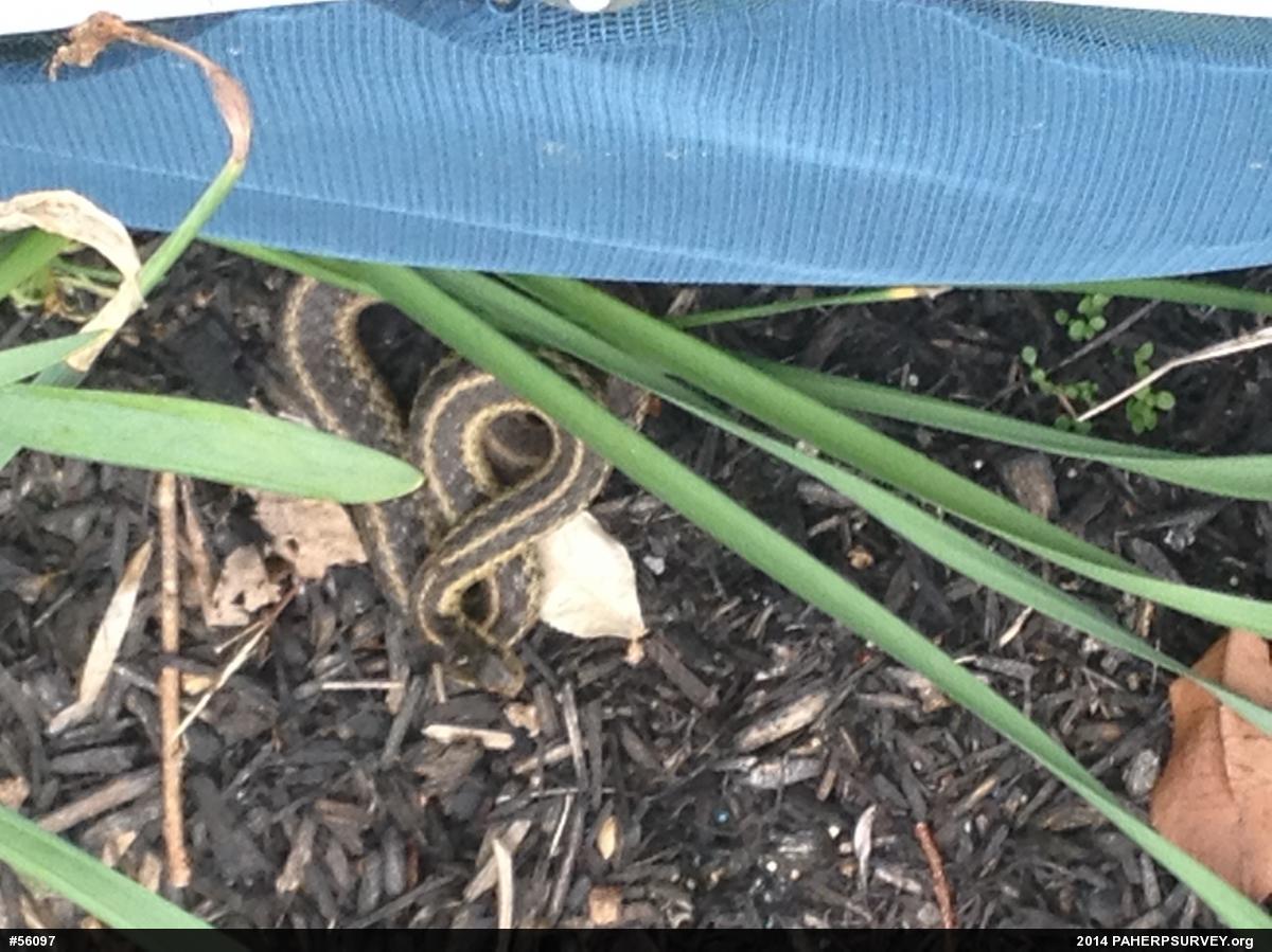 Eastern Gartersnake