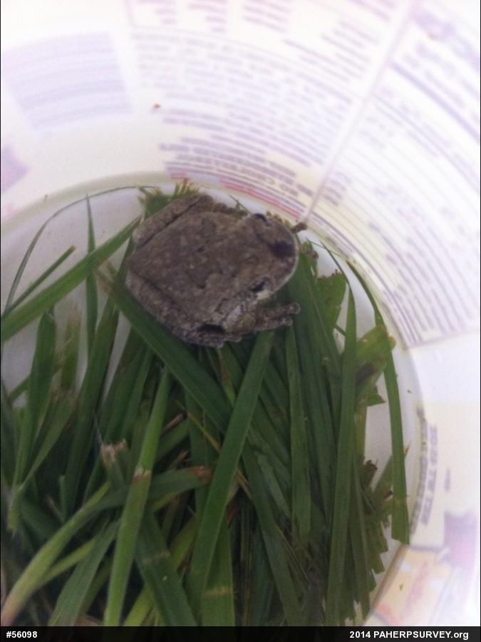 Gray Treefrog