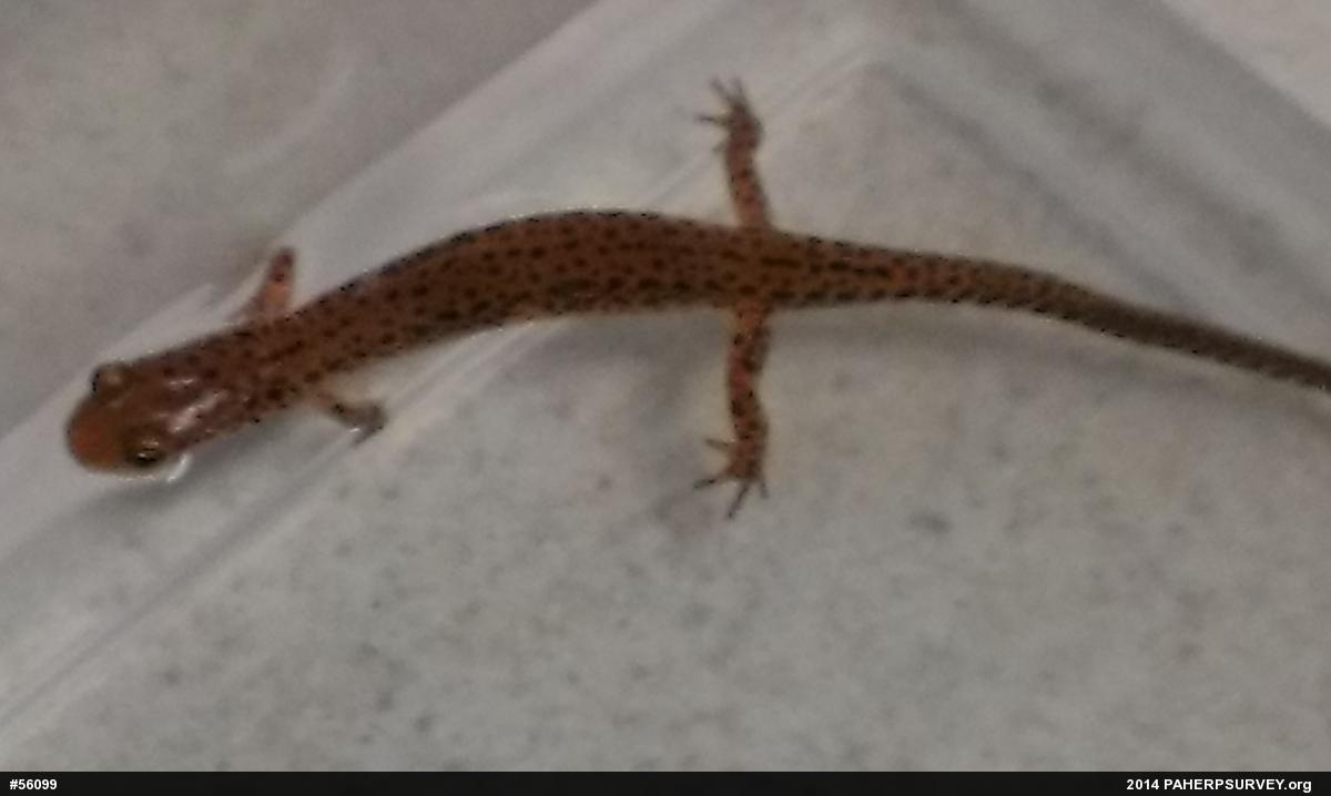 Eastern Long-tailed Salamander