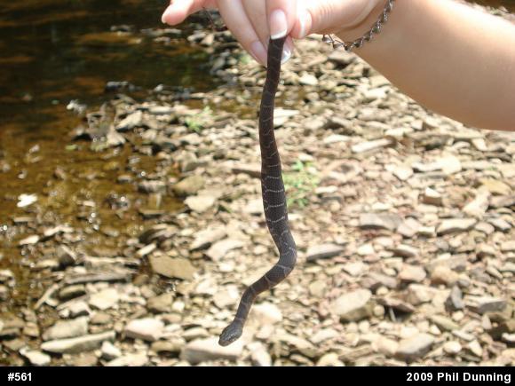 Northern Watersnake