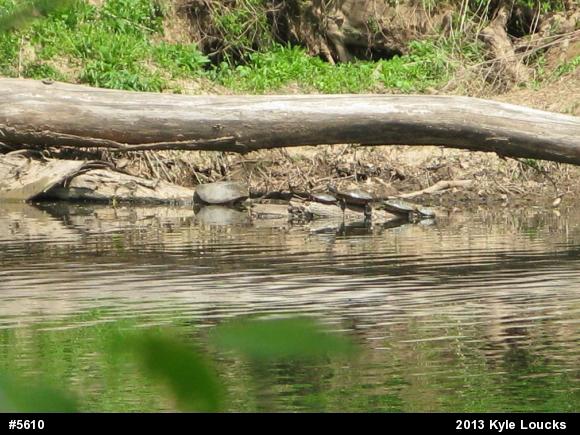 Red-eared Slider