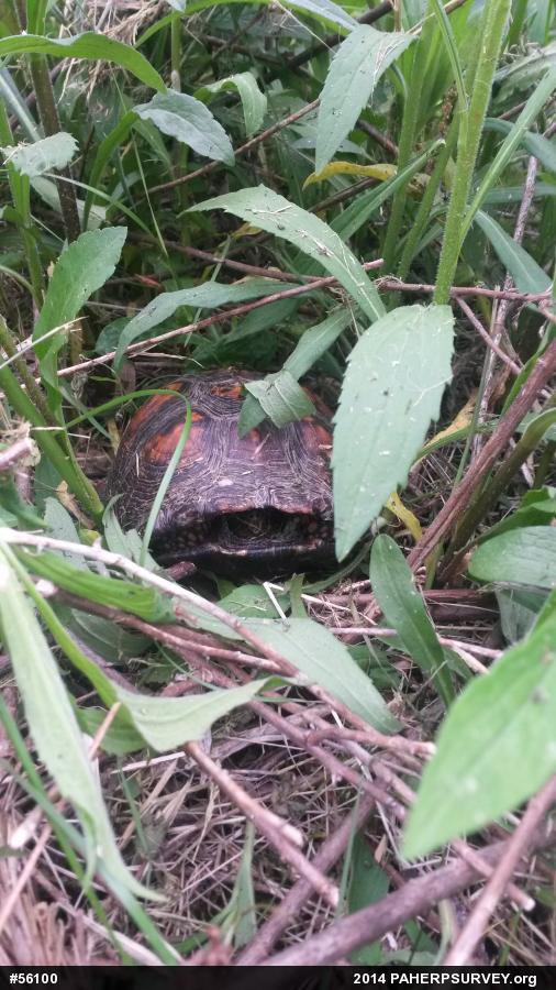 Eastern Box Turtle