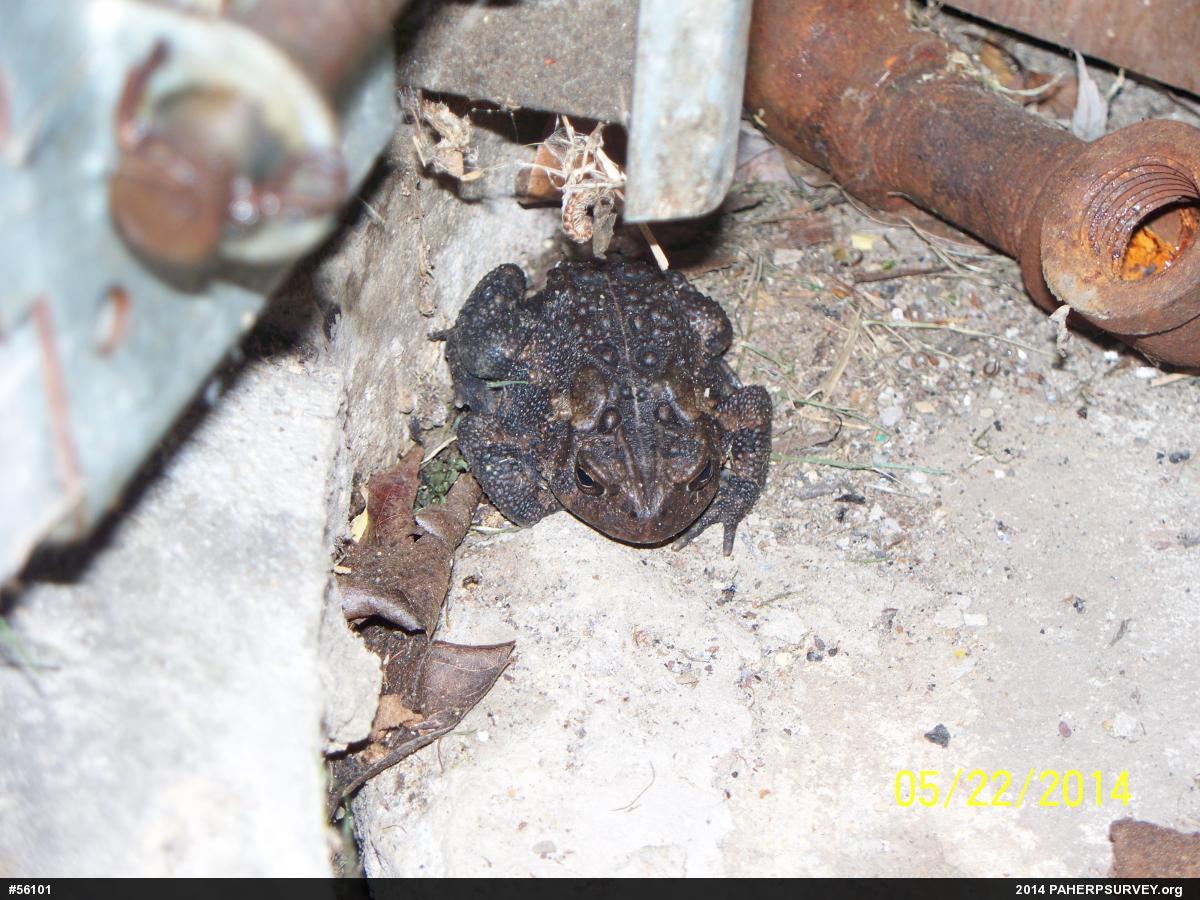 Eastern American Toad
