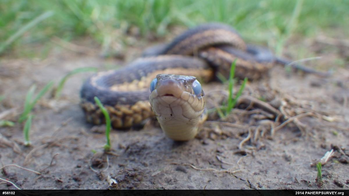 Eastern Gartersnake