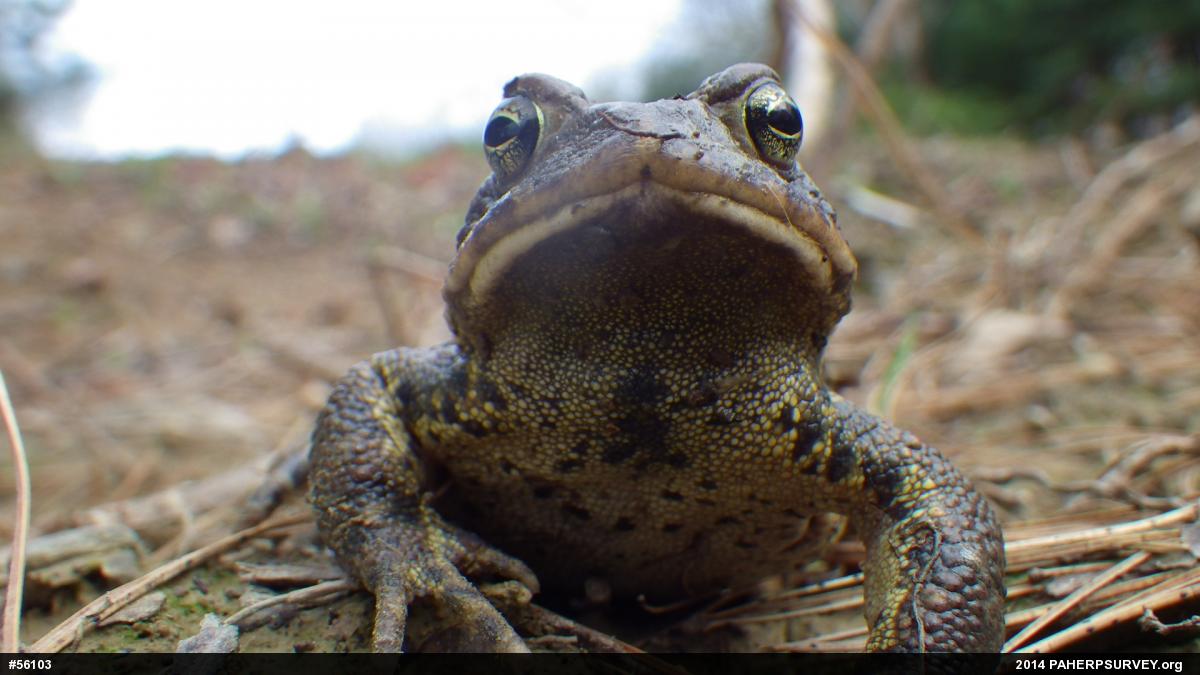 Eastern American Toad