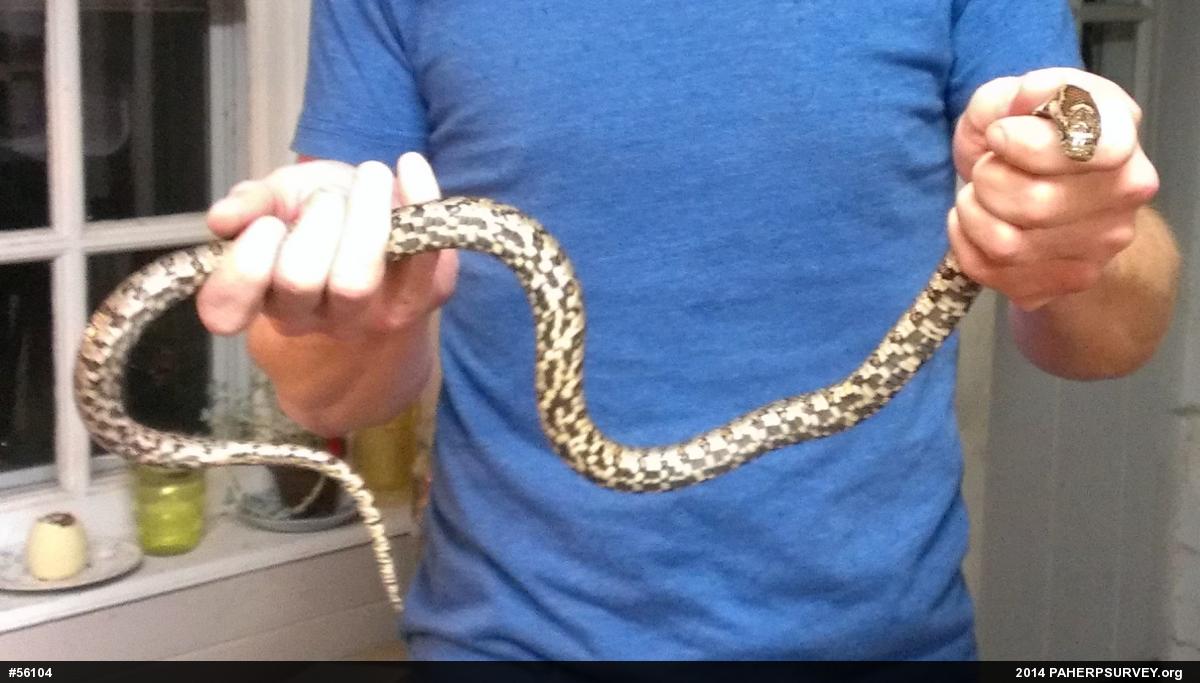 Eastern Milksnake