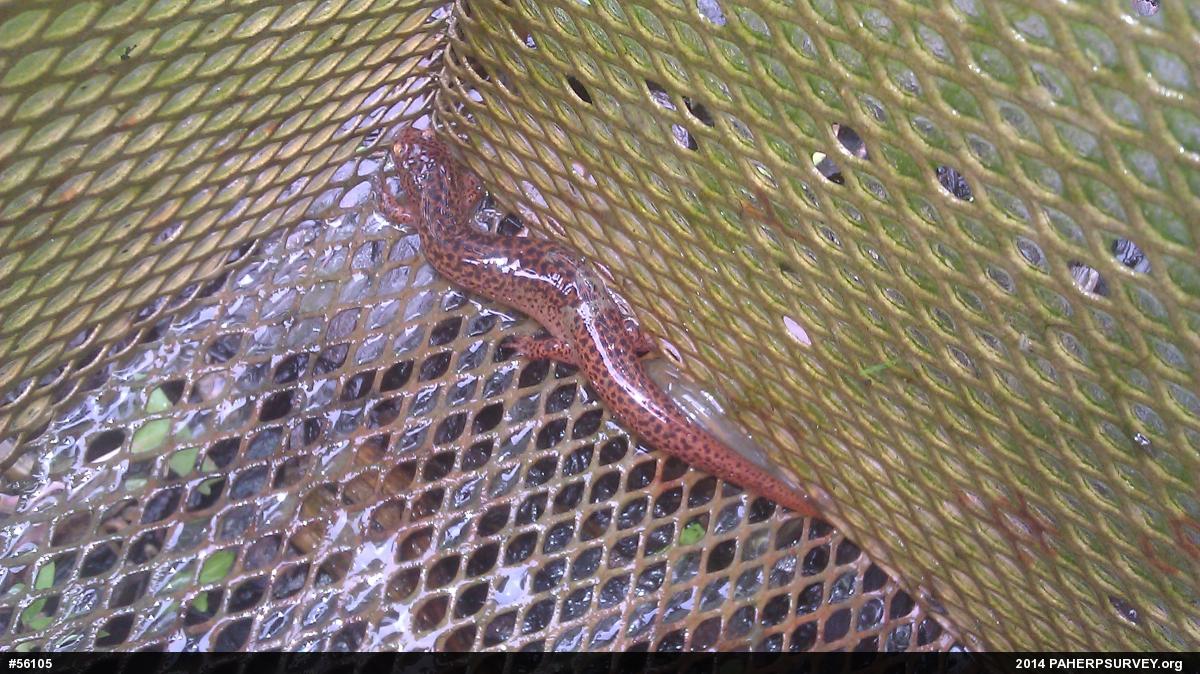 Northern Red Salamander