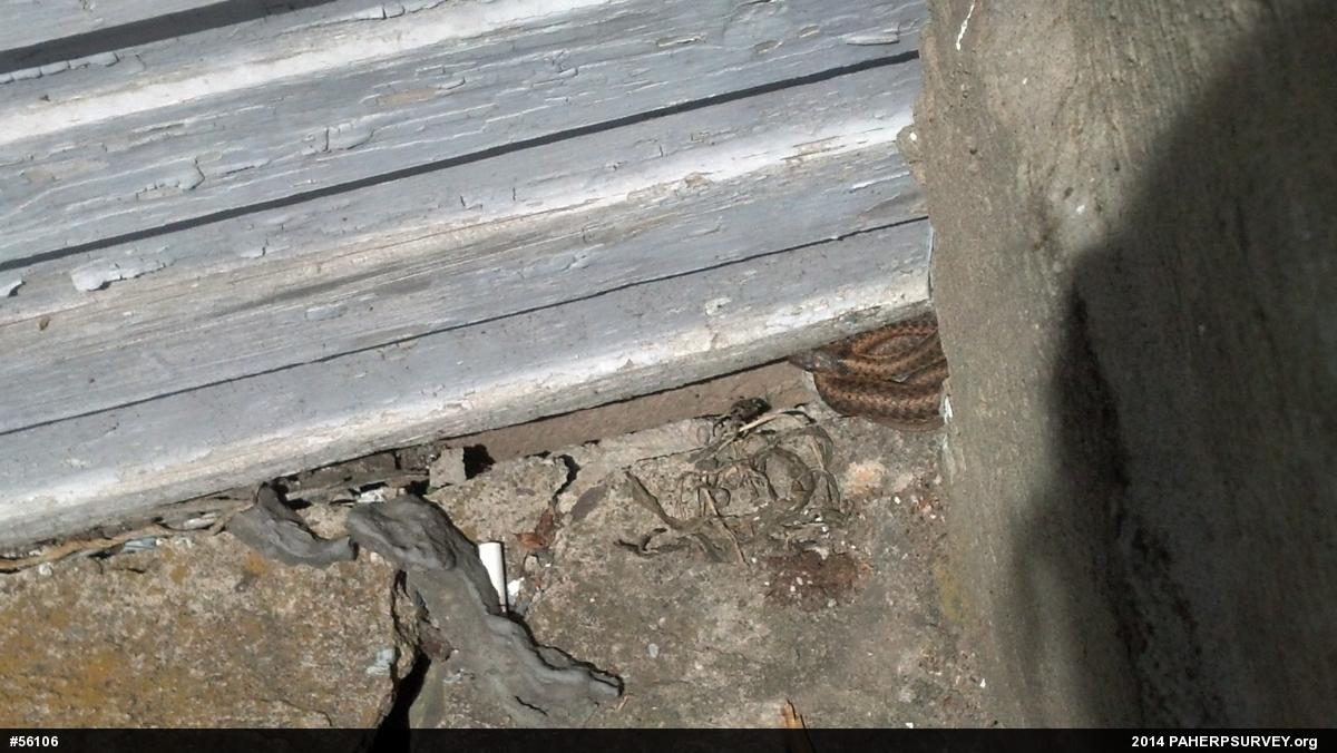 Eastern Gartersnake