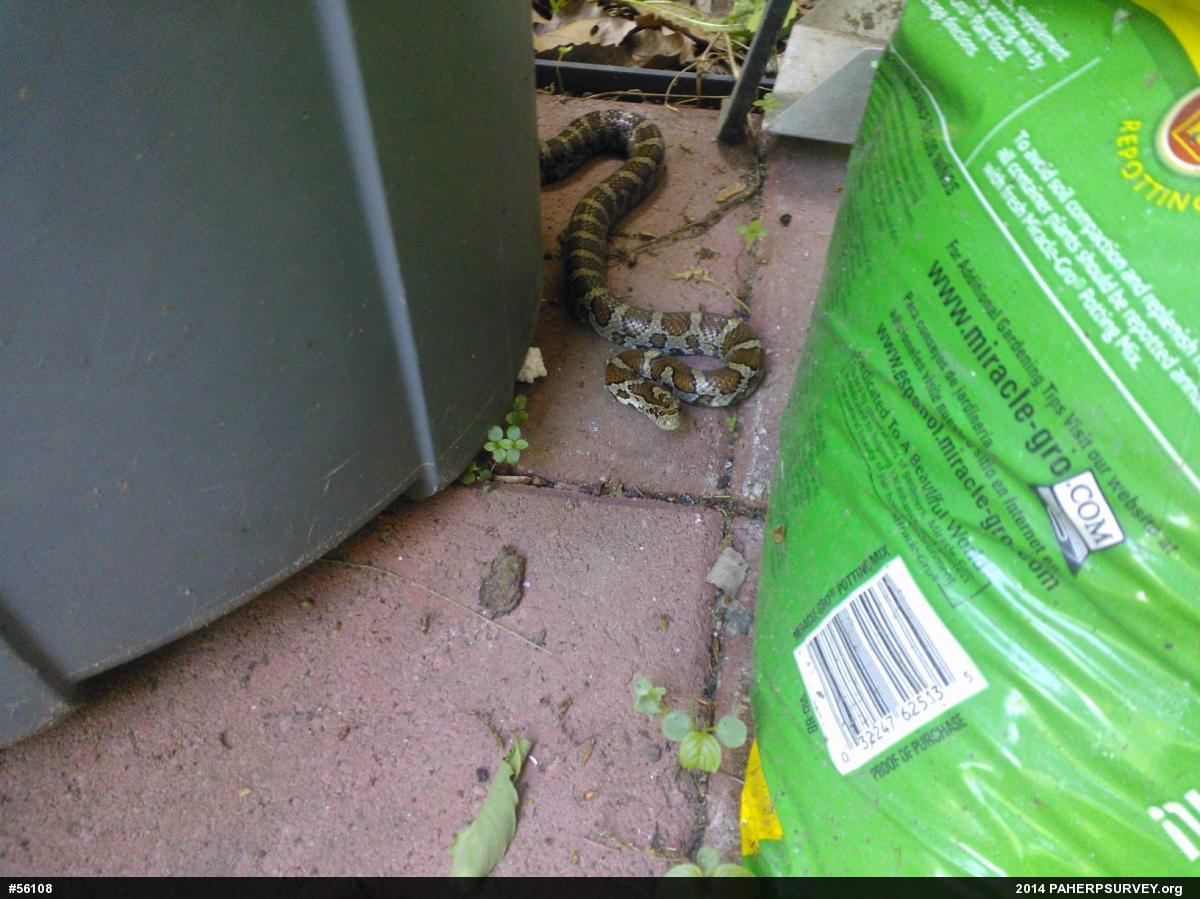 Eastern Milksnake