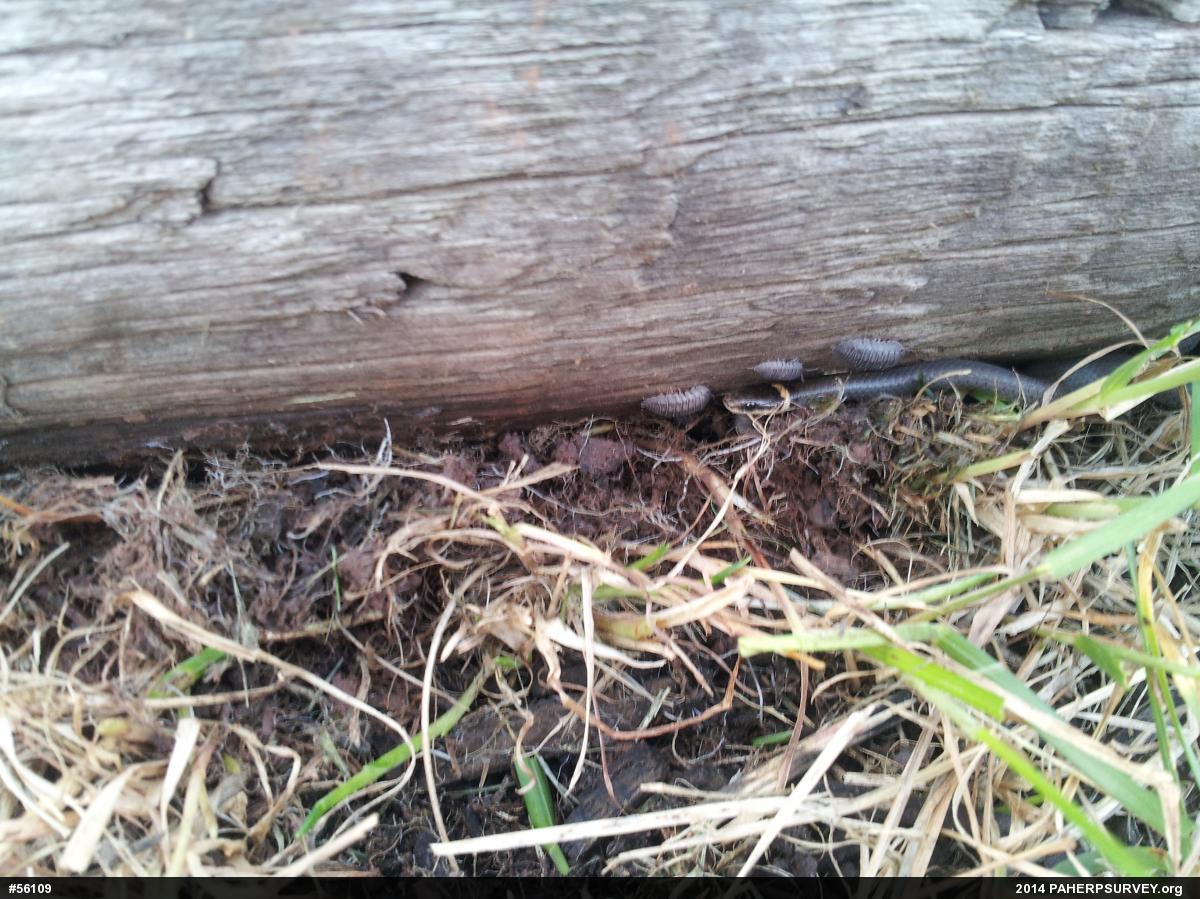 Northern Ring-necked Snake