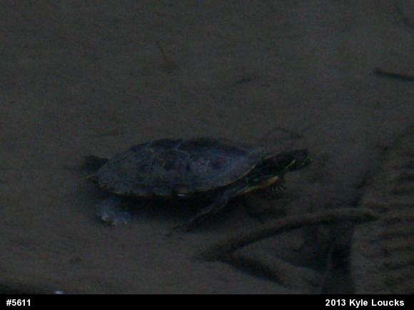 Red-eared Slider