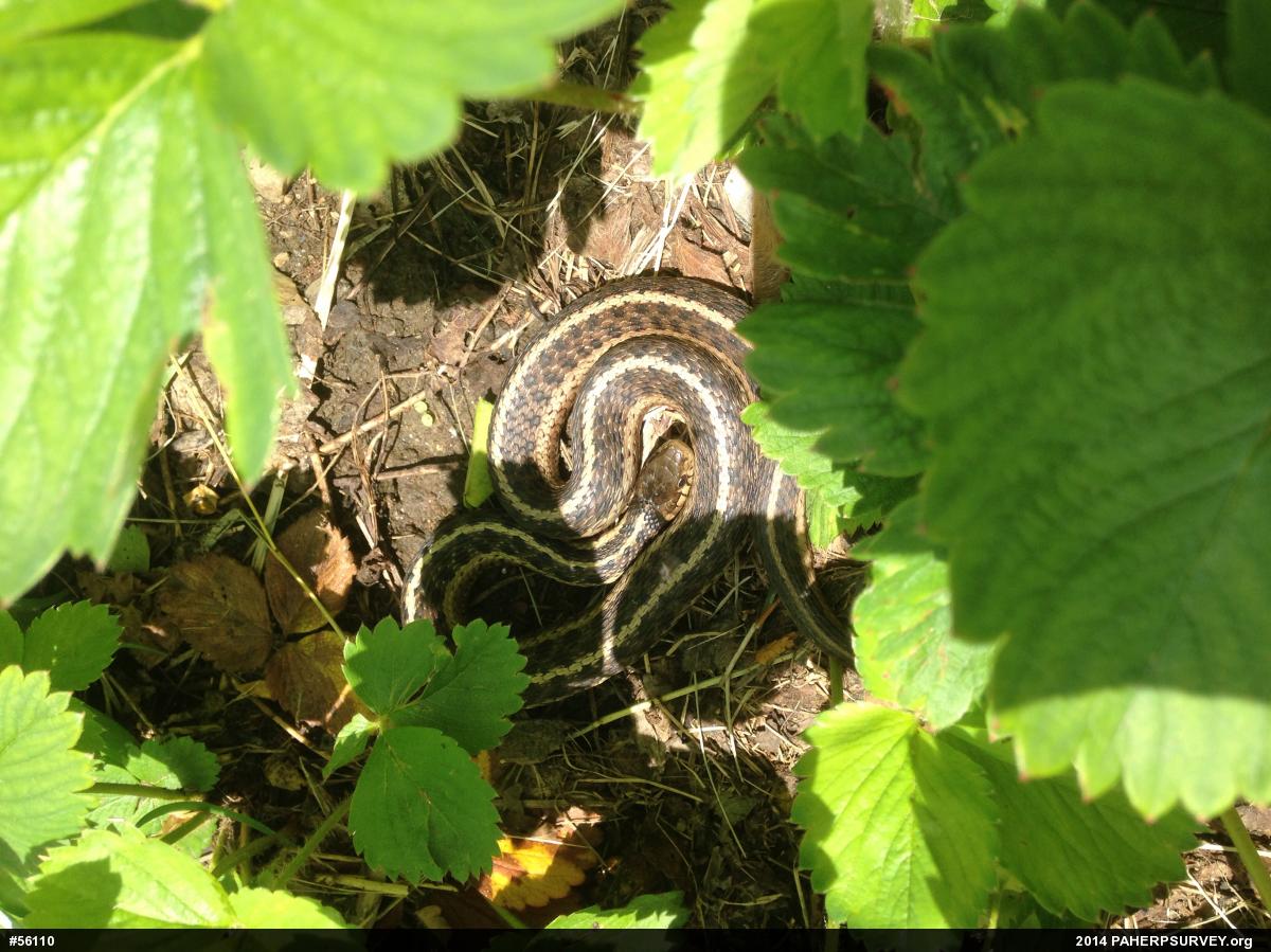Eastern Gartersnake