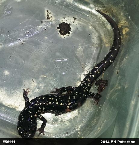 Northern Slimy Salamander