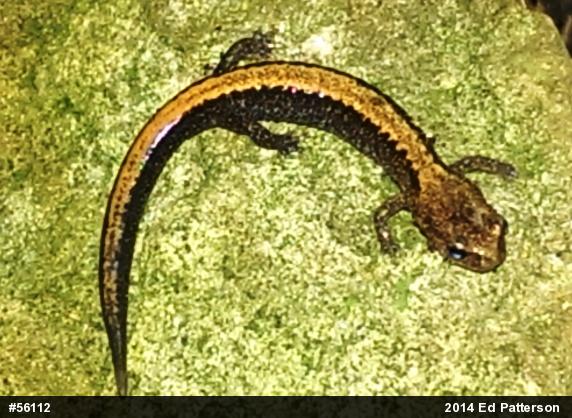 Eastern Red-backed  Salamander