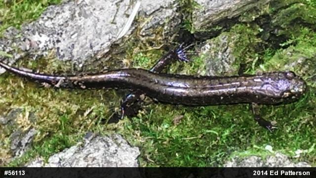 Allegheny Mountain Dusky Salamander